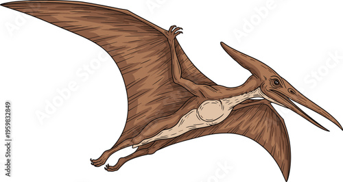 Pterodactyl flying dinosaur vector illustration with detailed hand drawn texture isolated on white background for prehistoric education paleontology museum and historical science projects