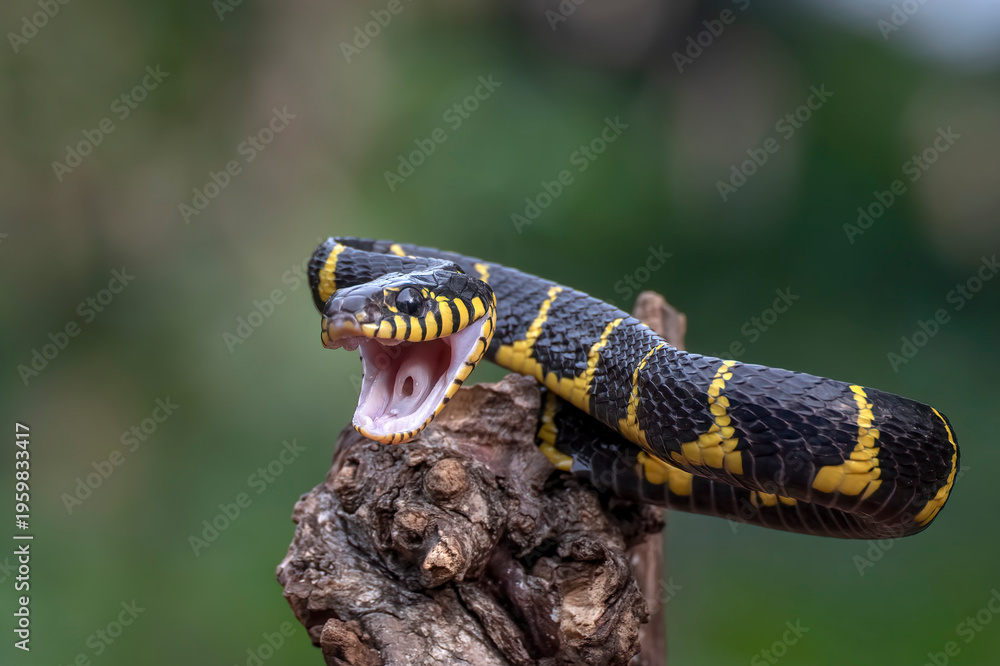 Obraz premium Mangrove Cat Snake (Boiga dendrophila) in attacking position