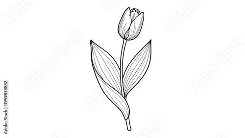 Simple line art drawing of a beautiful tulip flower.