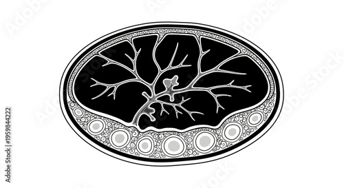 Detailed Anatomical Cross-Section Vector Illustration