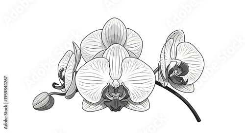 Elegant orchid flower drawing in black and white line art.