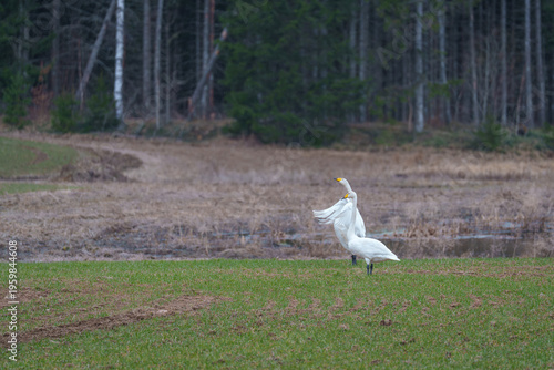 northern swans at the edge of the forest
