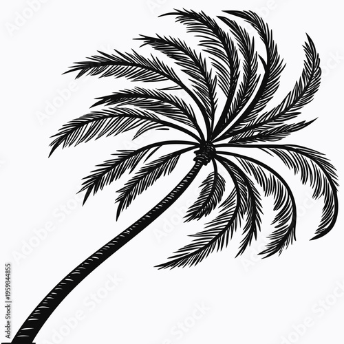 Single black palm tree white background palm frond
