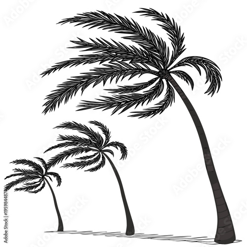 Palm trees on a shore tropical black