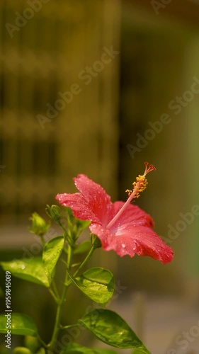 Hibiscus Bloom: Capturing the vibrant beauty of a blooming hibiscus flower, its radiant petals and intricate details exude a sense of delicate elegance and natural charm.