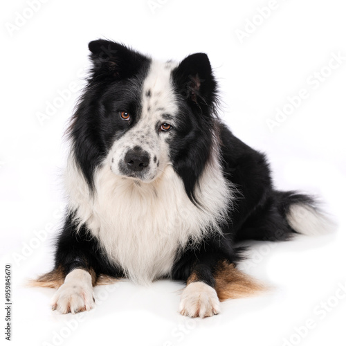 Elo dog isolated on white background