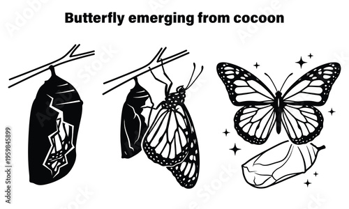 Illustration of butterfly metamorphosis stages from chrysalis to flight