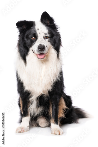 Elo dog isolated on white background