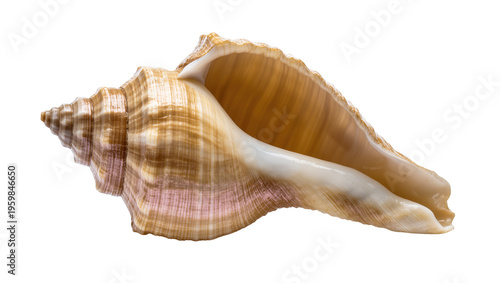 Stunning conch seashell with intricate spiral design and beautiful natural striped patterns