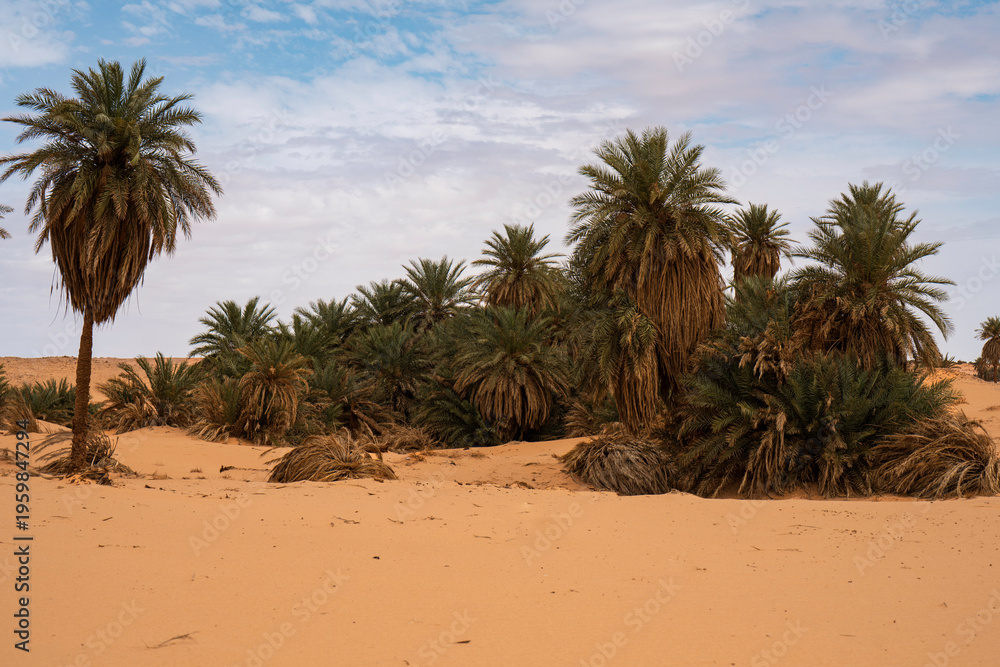 Obraz premium Sahara Desert Landscape with Date Palm Trees and Sand Dunes under Blue Sky, North Africa Nature Photography for Interior Design Decor, Travel Agency Background, Authentic Oasis Wilderness Landscape.
