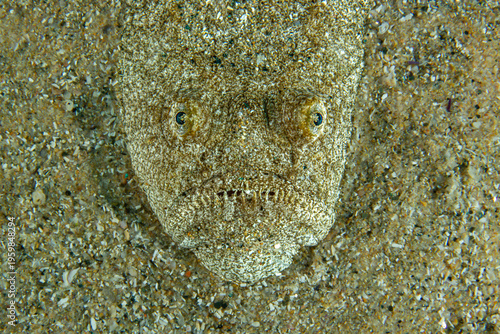 Obraz na płótnie Sand‑Trap Predator – Uranoscopus scaber Hidden in Seafloor