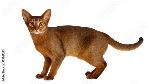 Ruddy Abyssinian cat standing elegantly, showcasing sleek fur and bright golden eyes
