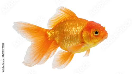 Tableau sur toile Vibrant golden-orange Oranda goldfish swimming gracefully, beautiful healthy aqu