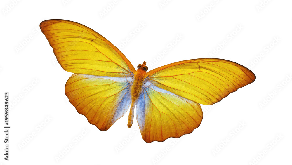 Fototapeta premium Elegant and colorful vibrant yellow butterfly with open wings displaying its delicate beauty
