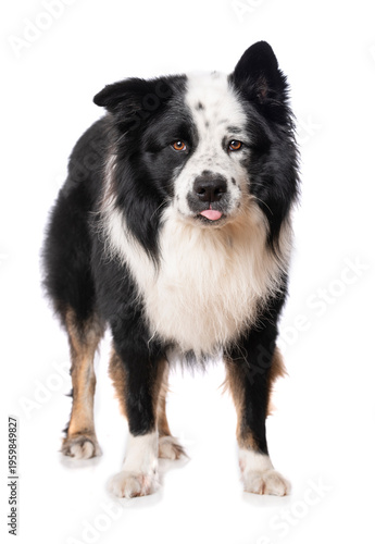 Elo dog isolated on white background