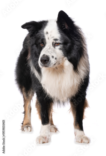 Elo dog isolated on white background