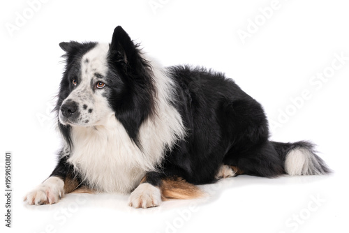 Elo dog isolated on white background