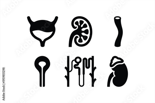Human urinary system icons set - Kidney and bladder medical anatomy flat vectors