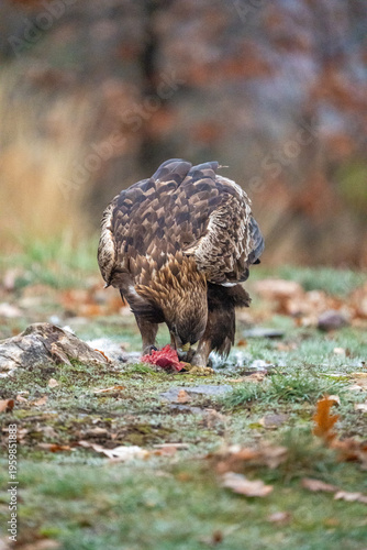 Принти на полотні Golden eagle (Aquila chrysaetos) photographed in Spain