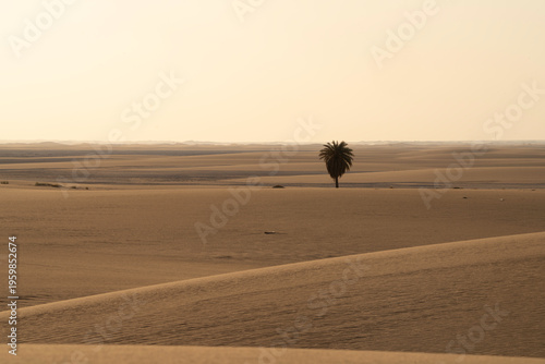Sahara Desert Landscape with Date Palm Trees and Sand Dunes under Blue Sky, North Africa Nature Photography for Interior Design Decor, Travel Agency Background, Authentic Oasis Wilderness Landscape.