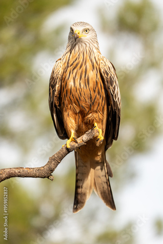 Red kite (Milvus milvus) photographed in Spain