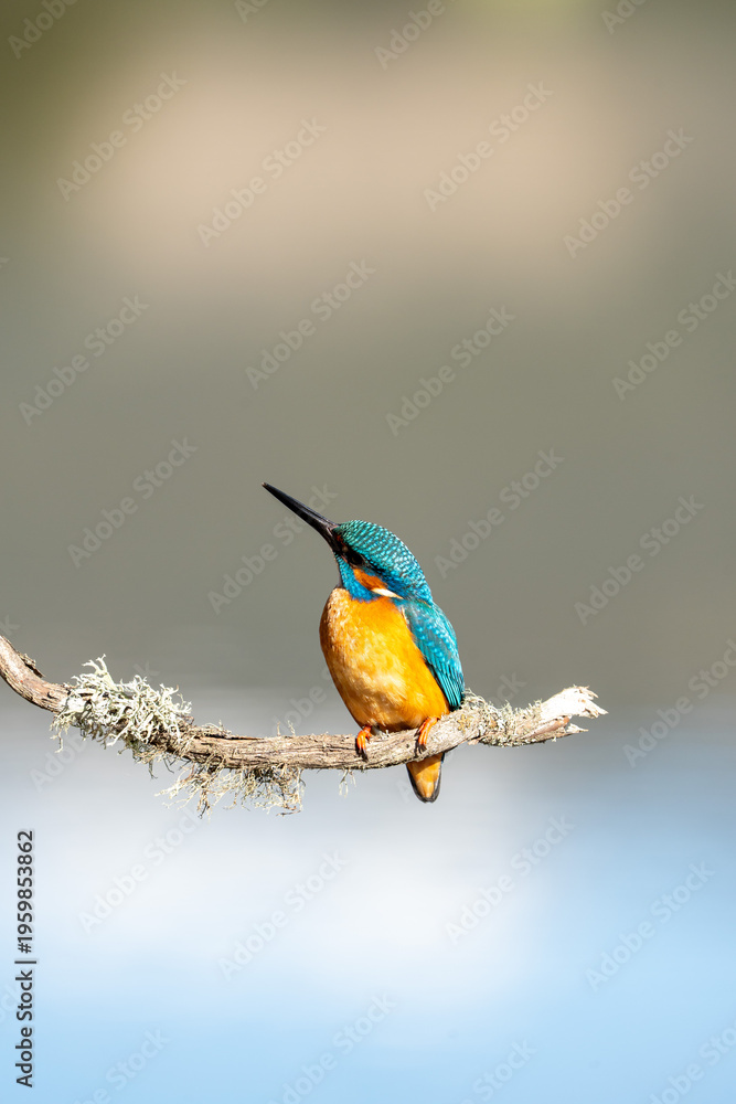 Obraz premium Common kingfisher (Alcedo atthis) photographed in Spain