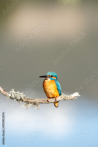 Common kingfisher (Alcedo atthis) photographed in Spain