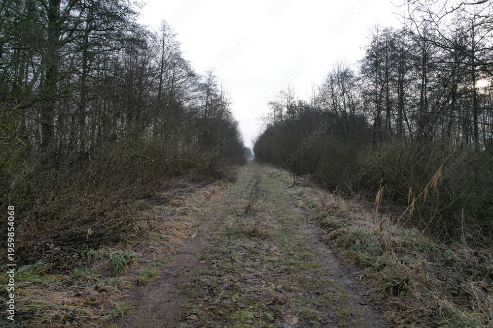 Obraz premium Dirt road through forest captured from above