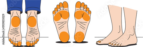 Foot reflexology zones diagram showing pressure points on soles for massage therapy and wellness benefits