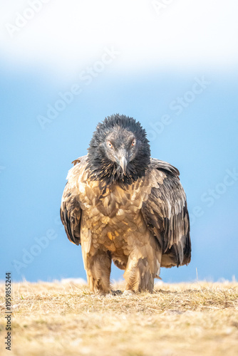 Bearded vulture (Gypaetus barbatus) photographed in Spain