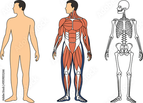 Human body anatomy illustration showing external form, muscular system, and full skeletal structure comparison