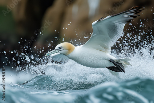 Bird flying over water, wings spread.