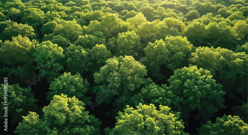 Aerial View of Lush Green Forest Tree Canopy