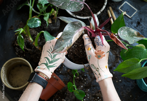 фотографія Two hands in decorated gloves put soil into a pot with a small plant