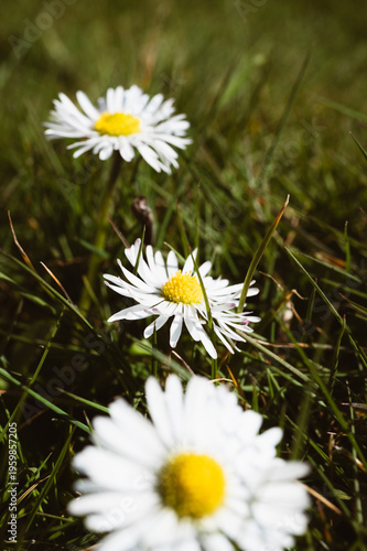 Gänseblümchen im Frühling. Blüten des Frühlings