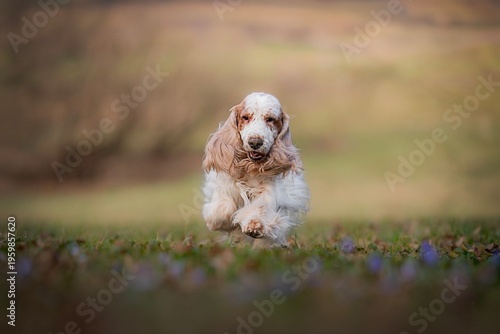 Happy senior English Cocker Spaniel running in a park with a joyful expression