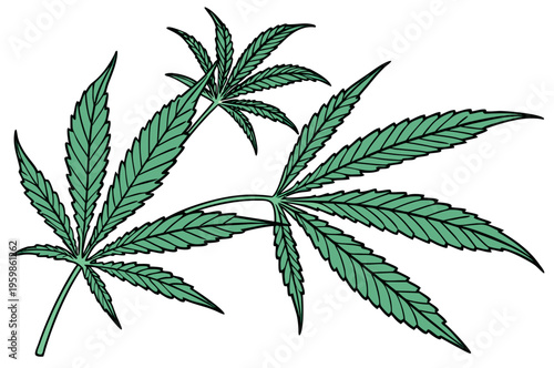 Green cannabis leaves isolated on white background. Growing medical marijuana. vector icon
