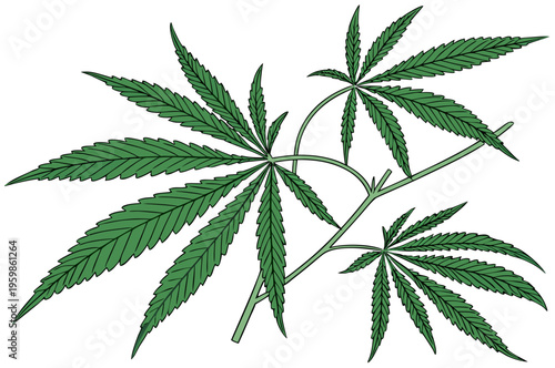 Green cannabis leaves isolated on white background. Growing medical marijuana. vector icon
