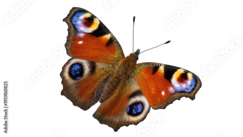 Obraz na plátně Vibrant European Peacock butterfly (Aglais io) with colorful open wings and stri