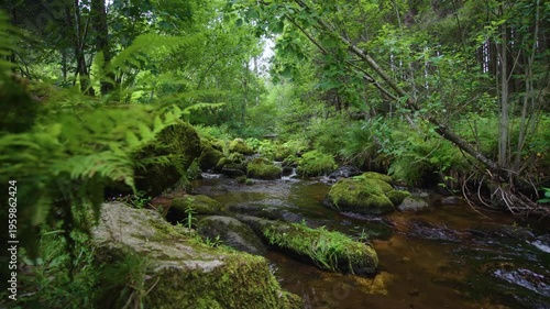 Nature stream with moss covered stones in Menzenschwander cascade in Black Forest Germany Schwarzwald