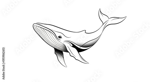 Graceful Humpback Whale Line Art Illustration