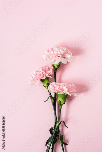 Bouquet of pink carnations on a pink background, copyspace