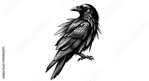 Hand drawn black raven bird illustration isolated on white background