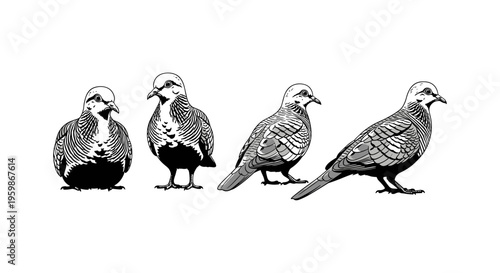 Elegant black and white bird designs: intricate patterns and poses