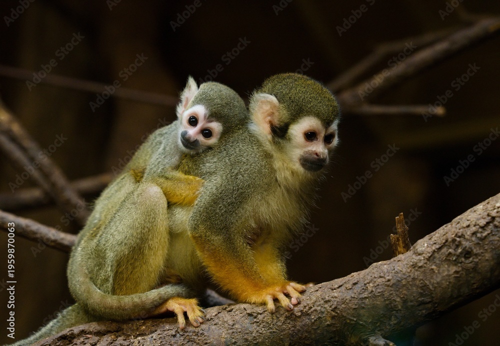 Fototapeta premium Common squirrel monkey 