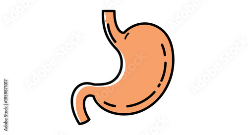 Human stomach organ anatomy illustration.