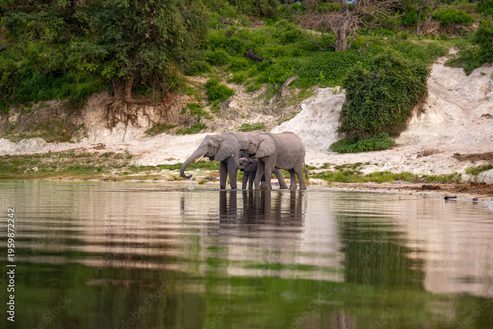 Fototapeta premium African bush elephants drinking from the Chobe River