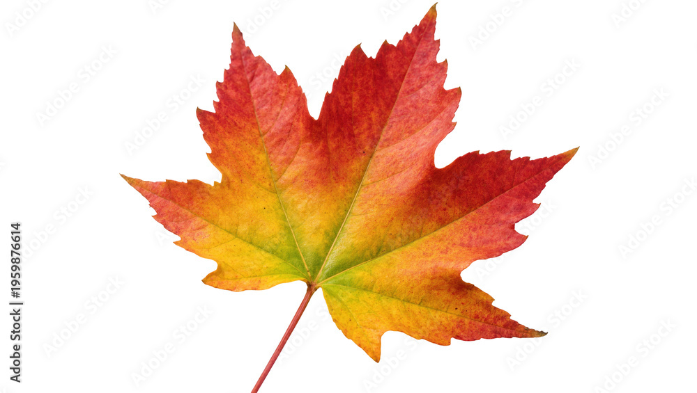 Fototapeta premium Brightly colored autumn maple leaf in striking red, orange and yellow seasonal hues