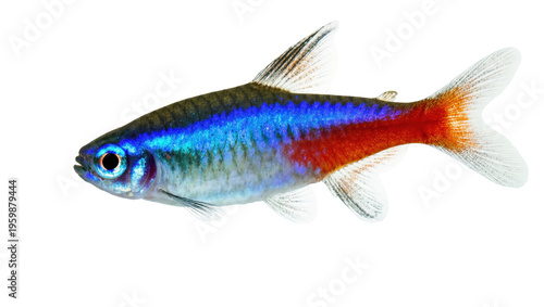 Obraz na plátně Captivating neon tetra fish displaying its beautiful iridescent blue and vivid r