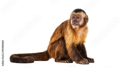 Tableau sur toile Adorable brown capuchin monkey with bright eyes sitting calmly, intelligent prim